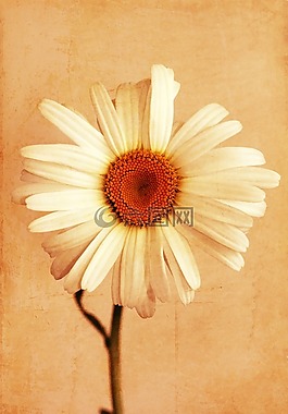花,雛菊,自然