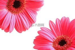 鲜花,花瓣,红色