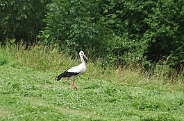 鸛,鳥,春