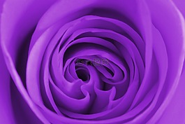 紫色,花,自然