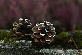 松果,自然,錐