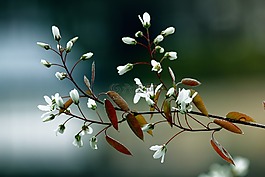 鮮花,開(kāi)花,春