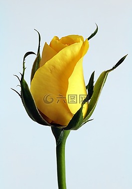 玫瑰,花,黃色