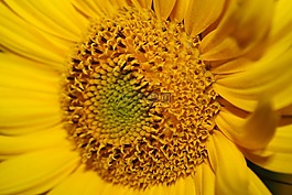 太陽花,黃色,開花