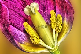郁金香,花,人類發(fā)展報(bào)告