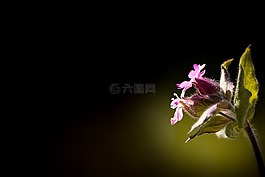 红 waldnelke,silene dioica,坎皮恩