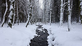 雪,白,冬天風景