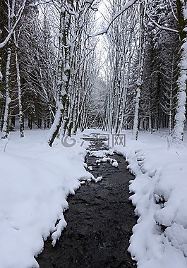 雪,白,冬天風景