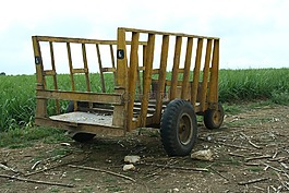 敢,嬰兒小推車,成熟