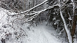 雪,白,冬天風景