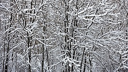 雪,白,冬天風景