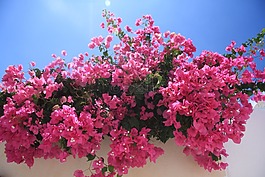 鮮花,九重葛,粉紅色