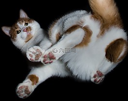 从底部,猫,鲭鱼