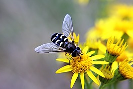 hoverfly,昆虫,bug