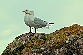 海鷗,鳥,海