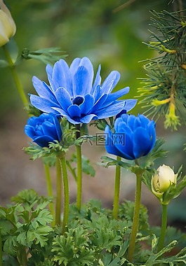 海葵,鮮花,藍(lán)色
