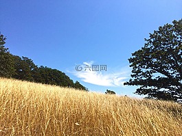 草甸,原野,云