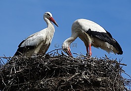 鸛,鳥巢,鳥