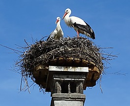 鸛,鳥巢,鳥