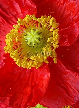 花,罌粟,開花