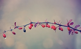 漿果,廠,紅色