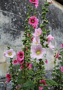 蜀葵,passerose,粉色