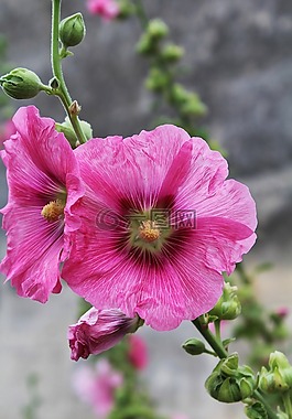 蜀葵,passerose,粉色