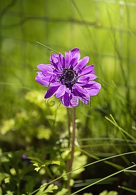 ?？?花,紫