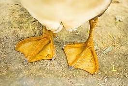鹅,鱼鳍,双腿