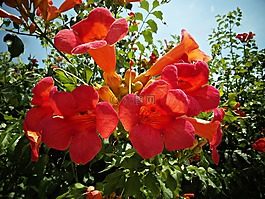 bignonias,鮮花,紅色