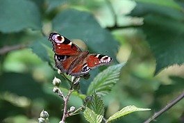 孔雀蝴蝶,蝴蝶,昆蟲
