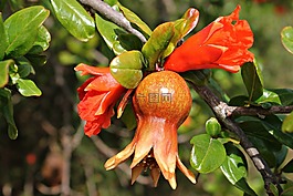 花格拉納達,水果,甜