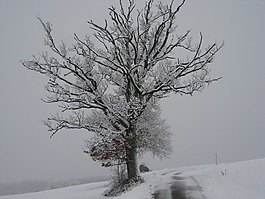 雪,寒冬,樹