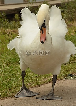 天鵝,鳥,水禽