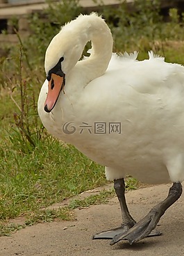 天鵝,鳥,水禽