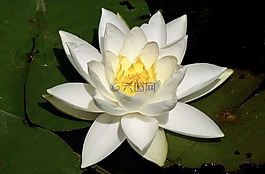 睡蓮,水生植物,開花
