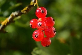 葡萄干,葡萄,水果
