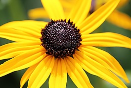 開(kāi)花,黃色,廠