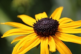 開花,黃色,廠