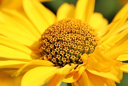 開花,黃色,廠