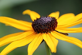 開(kāi)花,黃色,廠