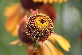開(kāi)花,黃色,廠