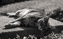 貓咪,動物,寵物