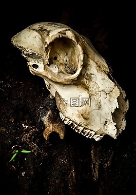 頭骨,死亡,生活
