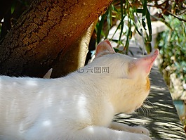 貓,動物,性質(zhì)
