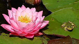 睡蓮,水生植物,開花