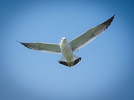 海鷗,動物,新增功能