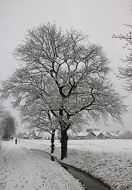 樹,雪,冬天