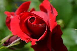 玫瑰,紅色,開花