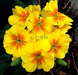 報(bào)春花,春天,黃色